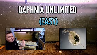 How I Raise Daphnia Water Fleas And You Can Too [upl. by Ahsenal511]