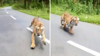 Tiger Attacks Motorbike [upl. by Irol167]