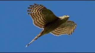 Sparrowhawk Bird Call Bird Song [upl. by Danziger363]