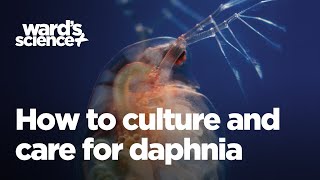 Caring and Culturing for Daphnia [upl. by Cirdet]