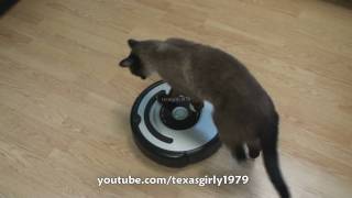 Cat shows HOW TO use iRobot Roomba Vacuum [upl. by Ulane448]