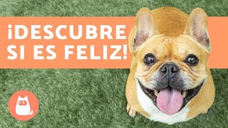 10 POSTURAS de un PERRO que indican que es FELIZ 🐶✅ [upl. by Ydne236]