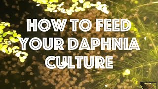 How To Feed Your Daphnia Culture [upl. by Irrehs]