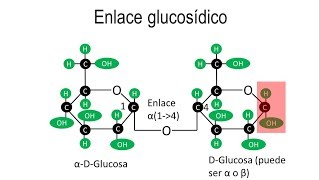 Disacáridos  Enlaces OGlucosídicos alfa y beta [upl. by Treharne732]