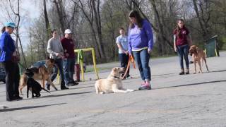 Group Dog Training Americas Canine Educator at Upstate Canine Academy [upl. by Thibaut]