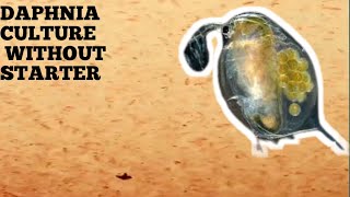 HOW TO CULTURE DAPHNIA NATURALLY WITHOUT A STARTER [upl. by Newob]