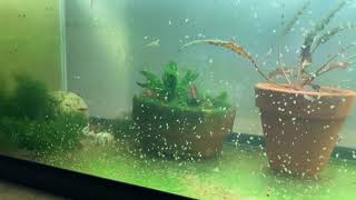 Daphnia Culturing Snails or no snails [upl. by Zenda]