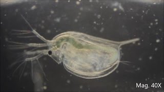 Daphnia magna under the Microscope [upl. by Yenruoj]