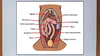 Abdomen del perro  Anatomía veterinaria [upl. by Leandra]