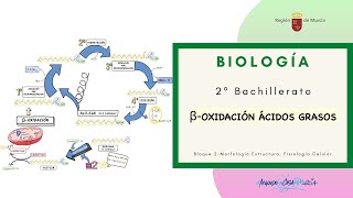 BETA OXIDACIÓN ÁCIDOS GRASOS [upl. by Inoj]