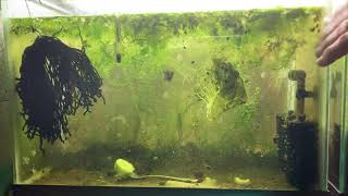 Scuds Daphnia Cherry Shrimp Copepods My aquatic food culture [upl. by Ettedo]