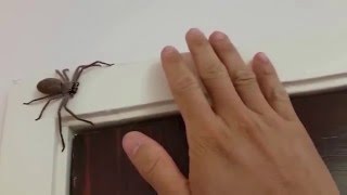 Australian Huntsman Spider Catch and Release [upl. by Giarc909]