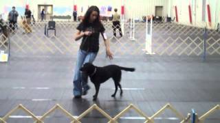 Rally Obedience Novice A [upl. by Keven]