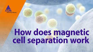 How does magnetic cell separation work [upl. by Orv]