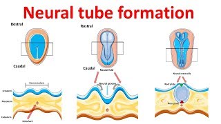 neural tube formation  Embryology  Neurulation [upl. by Morita]