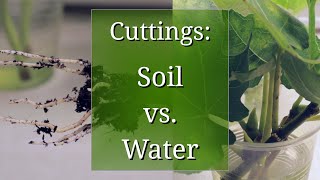 Plant Propagation by Cuttings in Water vs Potting Soil [upl. by Enahpad972]