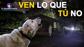 12 COSAS que los PERROS son CAPACES de VER y SENTIR pero TÚ NO [upl. by Anika]