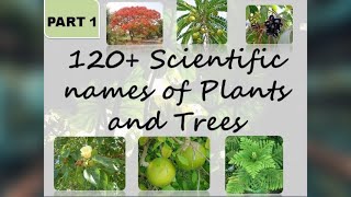 120 Scientific names of common trees and plants  Part 1  The Big Bio Theory [upl. by Tracie478]