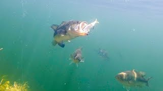 BIG Swimbaits Getting DESTROYED Epic Underwater Footage [upl. by Melamed]