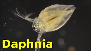 Daphnia [upl. by Nafis]