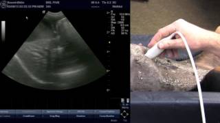 Veterinary Ultrasound Training  Scanning the Liver [upl. by Elly921]