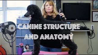 Canine Structure and Anatomy [upl. by Tanney]