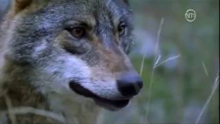 Les loups des montagnes DOC FRENCH [upl. by Erreit353]