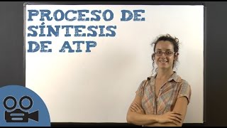 Proceso de síntesis de ATP [upl. by Catherine]