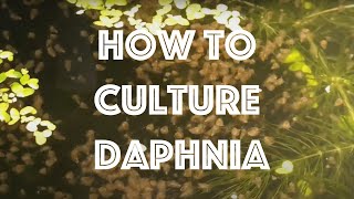 How To Culture Daphnia Magna [upl. by Elokin961]