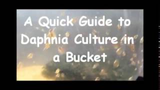 How to culture daphnia outside [upl. by Ociredef65]