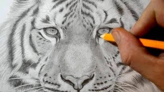 How to Draw a Tiger  Realistic Pencil Drawing [upl. by Ahsekin]