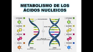 Metabolismo de los ácidos nucleicos [upl. by Kemp]