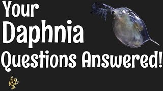 Daphnia Questions Answered [upl. by Erialcyram]