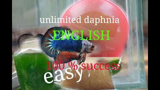 daphnia moina culture Easy way Unlimited production English  with sub Green water Chlorella [upl. by Luben443]