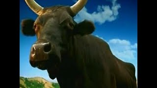 Real California Cheese Happy Cows Come From California 2004 TV Commercial HD [upl. by Eralc341]