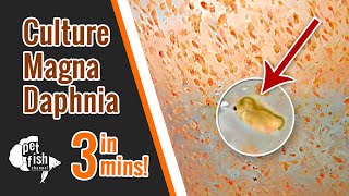 How to culture DAPHNIA MAGNA  The easy way [upl. by Imre]