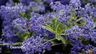 Comment créer une haie fleurie   Truffaut [upl. by Locin]