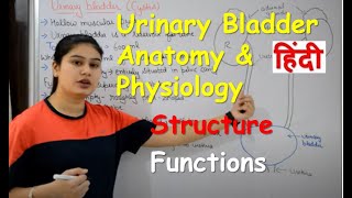 Urinary Bladder Anatomy amp Physiology in Hindi  Structure  Functions [upl. by Annamaria]