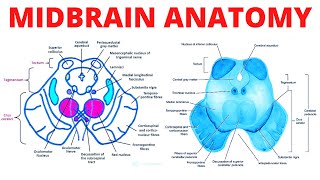 Midbrain Anatomy [upl. by Bluefarb]