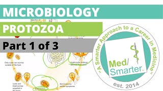 Protozoa  Microbiology  USMLE STEP 1  Part 1 of 3 [upl. by Johna]