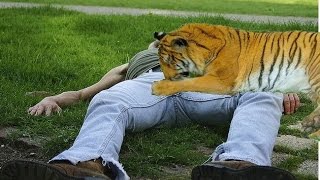 Tiger eating man [upl. by Alva562]