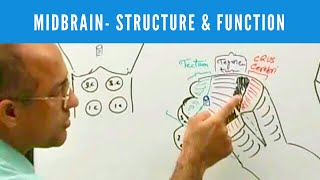 Midbrain  Structure and Function  Neuroanatomy [upl. by Hodosh]