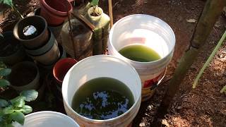 How to grow Green Water Algae [upl. by Bugbee]