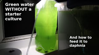 Green Water WITHOUT a Starter Culture  From Scratch  How To [upl. by Gabbey]