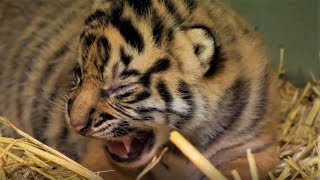 Adorable Tiger Cub Moments Part 1  BBC Earth [upl. by Fennelly]