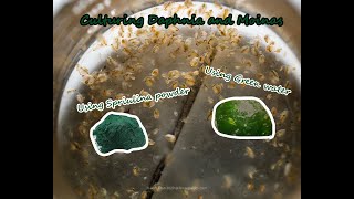 How To Culture Daphnia and Moinas using Green Water Spirulina powder [upl. by Fishbein]