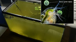 Raising Daphnia for the Freshwater Aquarium [upl. by Ellerd248]