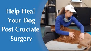 How to Help Your Dog Heal After Cruciate Surgery  Increasing Range of Motion [upl. by Perry342]