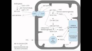 lipidos metabolismo [upl. by Burbank]