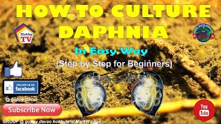 HOW TO CULTURE DAPHNIA In Easy Way [upl. by Htevi]